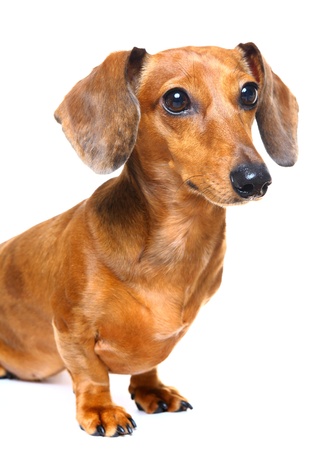 dachshund dogの写真素材