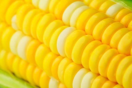 corn cobの写真素材