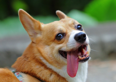 Welsh Corgi Pembrokeの写真素材