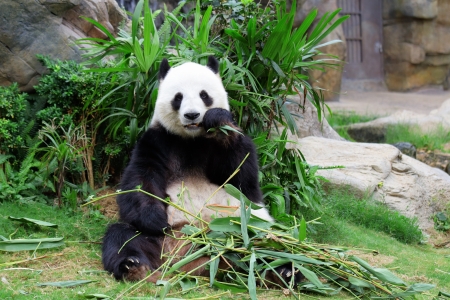 Giant pandaの写真素材