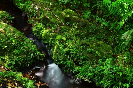 water spring in forestの写真素材