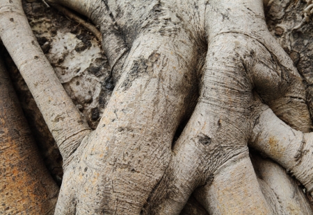 tree rootの写真素材