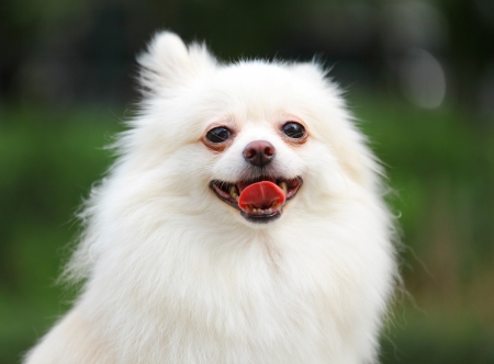 White Pomeranian dogの写真素材