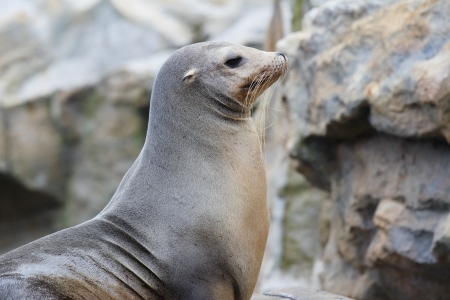 seal on rockの写真素材