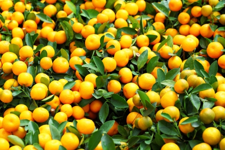 Mandarin for Chinese New Yearの写真素材