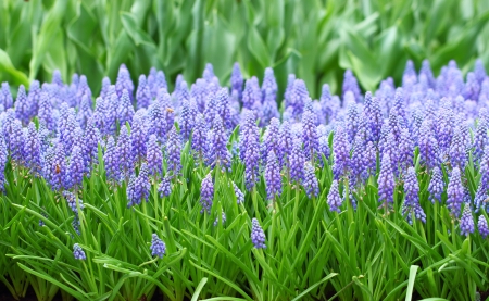 flower, muscari botryoidesの写真素材