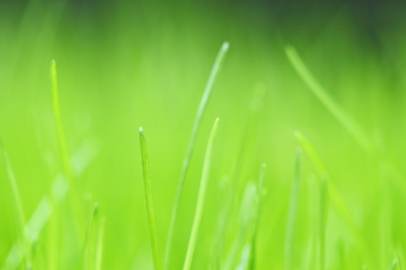 fresh green grass