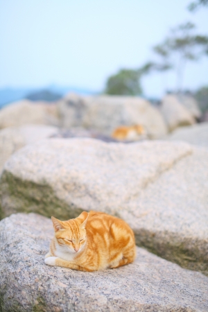 Street catの写真素材