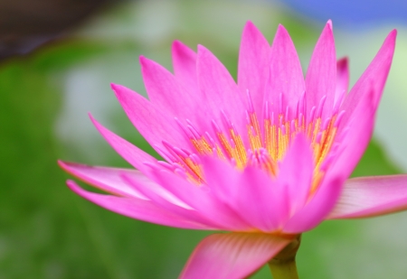 Pink waterlilyの写真素材