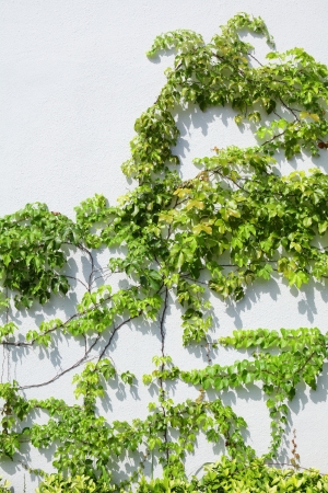 Vine on the wallの写真素材