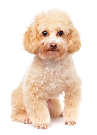 Dog poodle の写真素材