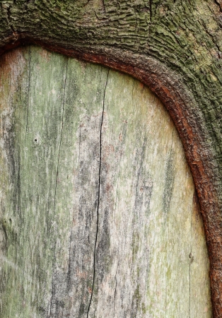 Texture of tree stumpの写真素材