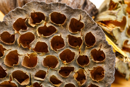 Dead of lotus podの写真素材