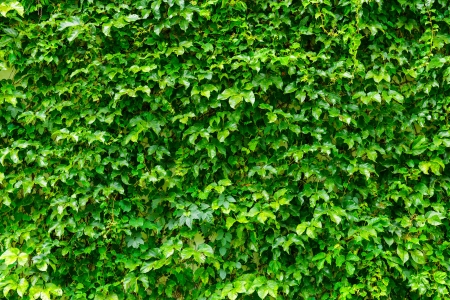 Green plant wallの写真素材