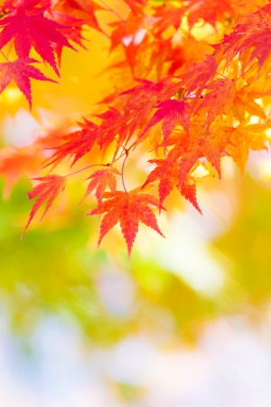 Maple tree in autumnの写真素材
