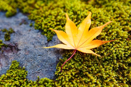 Yellow maple leaves on moss