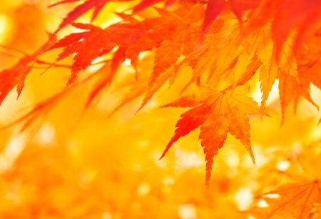 Autumn maple leaves backgroundの写真素材