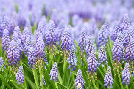 Purple muscari botryoidesの写真素材