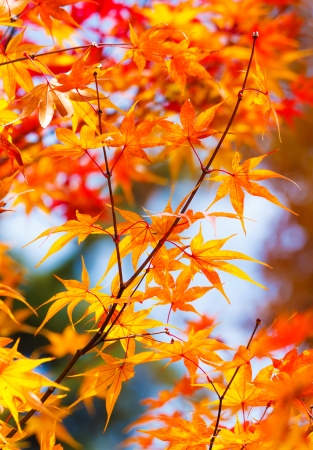 Color changing maple leave in autumn の写真素材