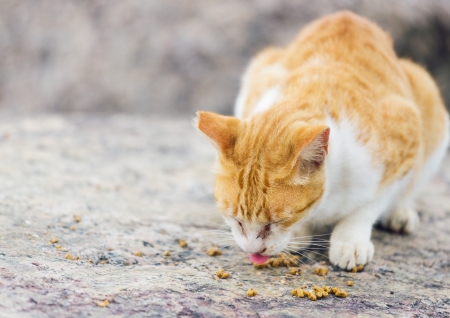 Street cat eating foodの写真素材