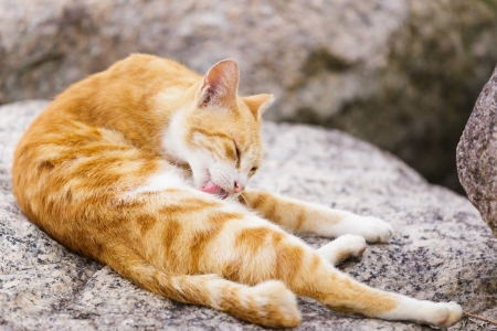Street cat laying on the rockの写真素材