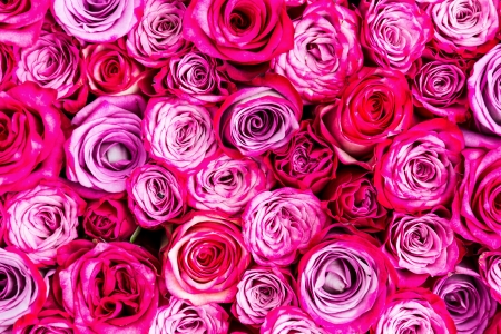 Pink roses backgroundの写真素材
