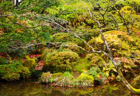 Forest and lake during autumn