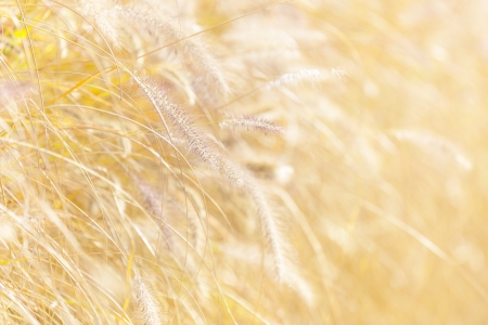 Wild grass under sunsetの写真素材