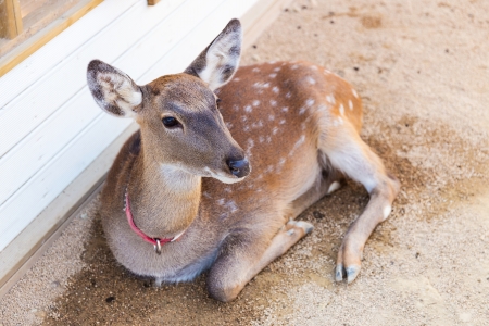 Roe deerの写真素材