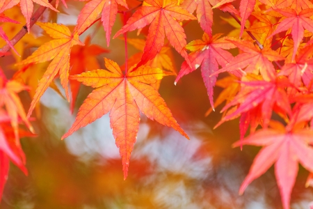 Red maple leaveの写真素材