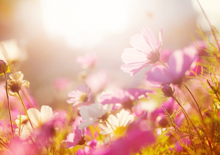 Daisy flowerの写真素材