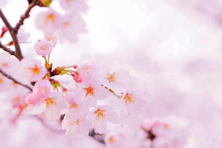 Japanese sakuraの写真素材