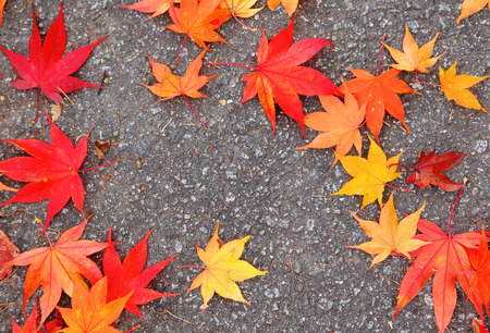 Maple leave on ground