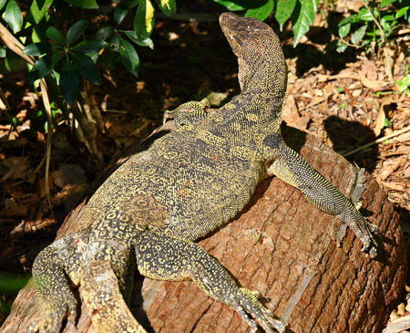 Giant Plated Lizard の写真素材