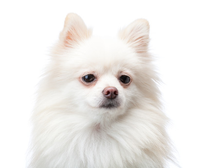 White pomeranian dogの写真素材