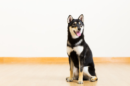 Shiba in blackの写真素材