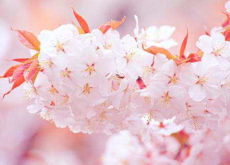 Sakura close upの写真素材