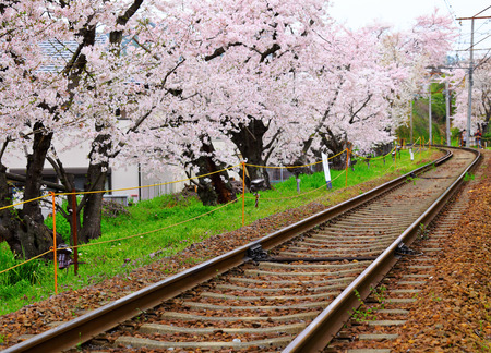 Sakura tree with railroadの写真素材