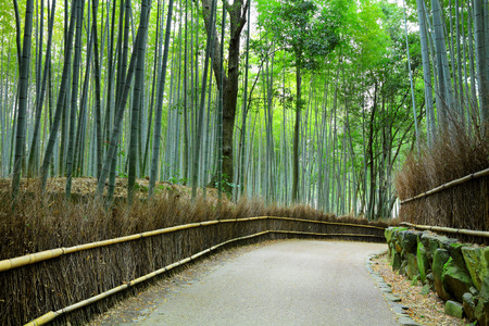 Bamboo forest in Kyoto at Japanの写真素材