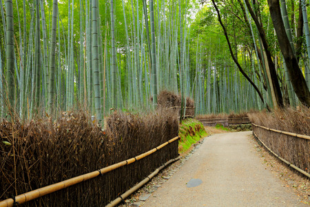 Road in Bamboo forest