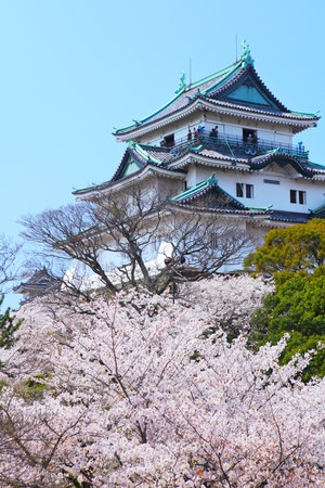 Wakayama castle with sakuraのeditorial素材