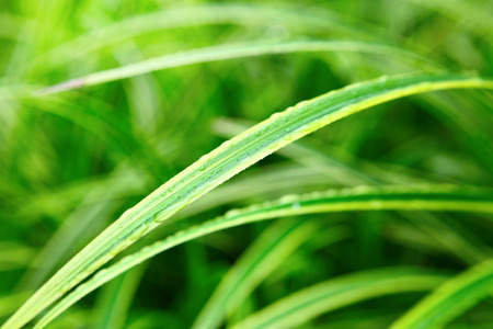 Green leaf close up