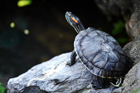 Tortoise