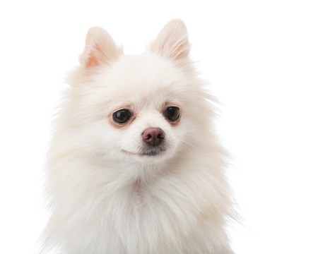 White pomeranianの写真素材