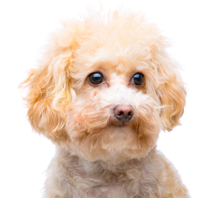 Brown poodle isolatedの写真素材