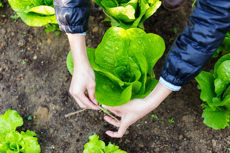 Agriculture of lettuce 