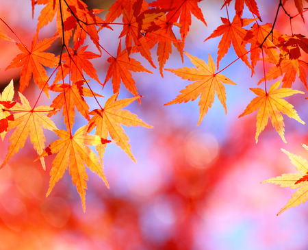 Autumn maple