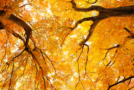 Autumn maple treeの写真素材