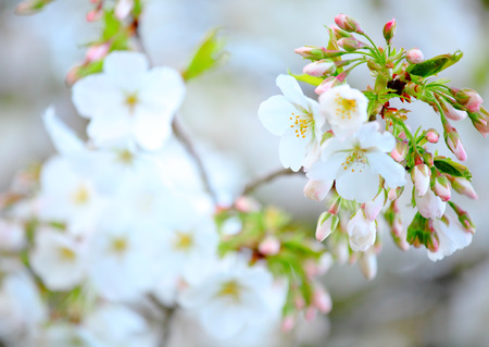 Sakura flowerの写真素材