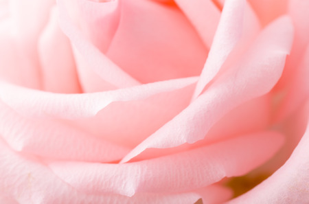 Pink rose macroの写真素材